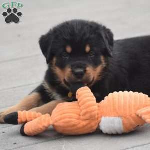 August, Rottweiler Mix Puppy